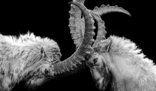 rams fighting