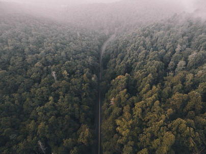 highway running through a forest